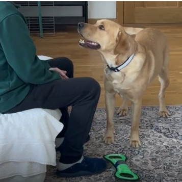 Re-engagement Study for Adult Dogs