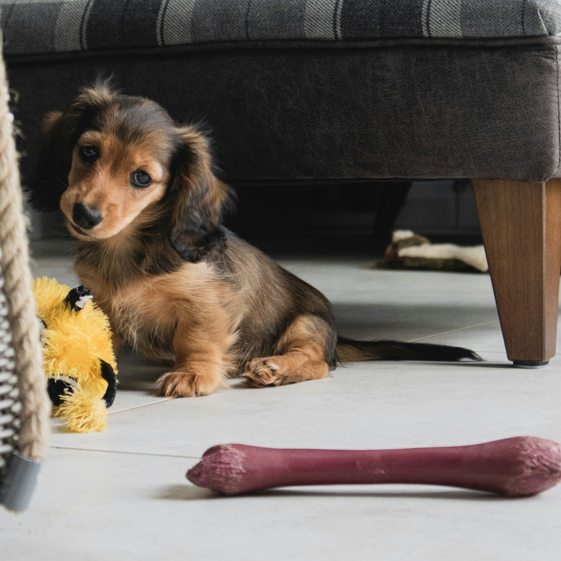 Re-engagement Study for Puppies